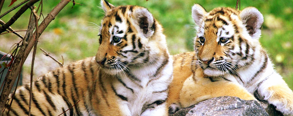 Wild life